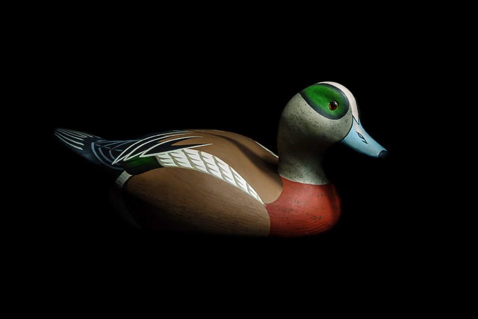 Wildlife animal waterfowl