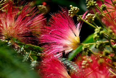 Plant insect flowers photo
