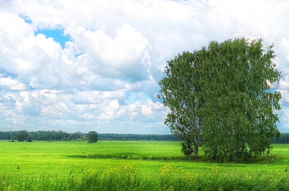 Sky cloud tree
