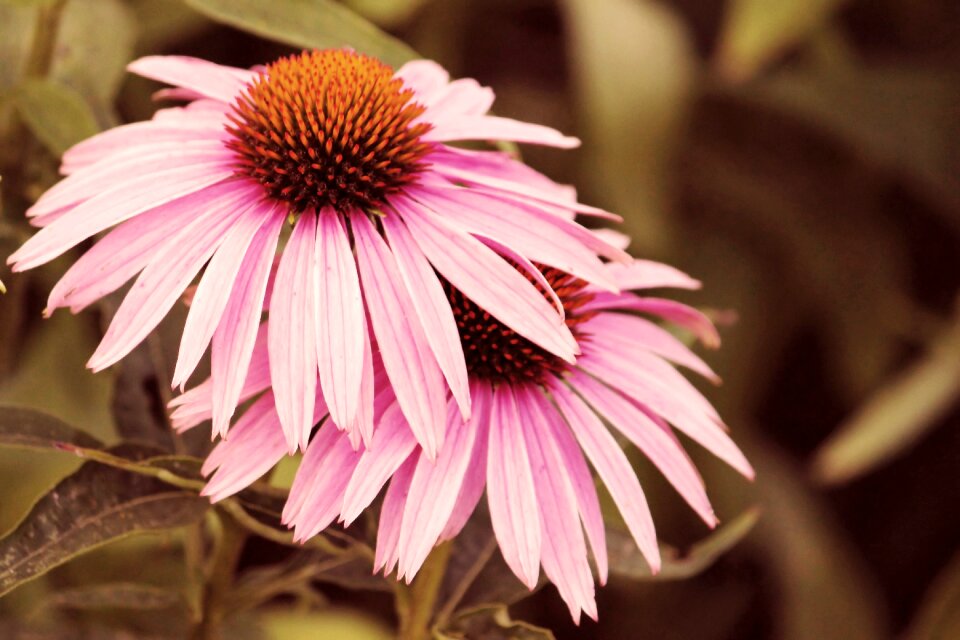Flowers coneflower retro