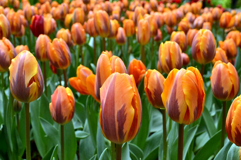 Spring flower tulip