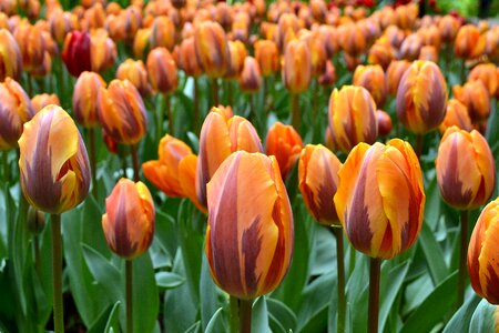 Spring flower tulip