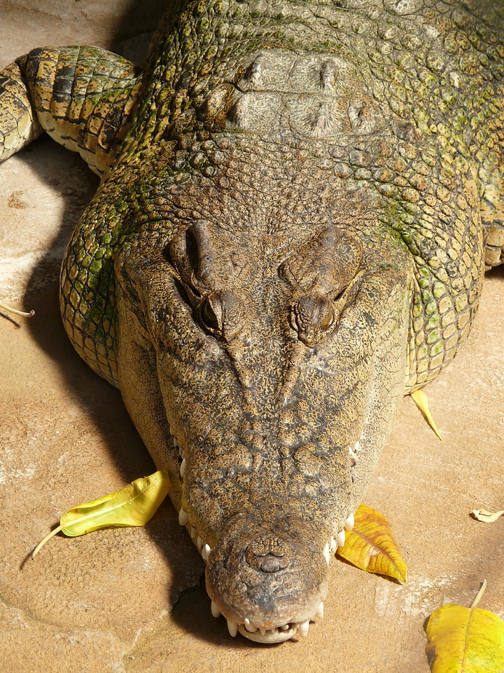 Reptile animal creature