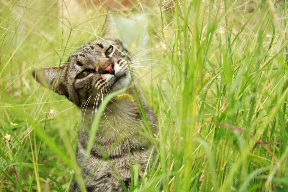 Animal mammal feline