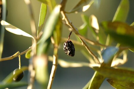 Sunset olive plants plant