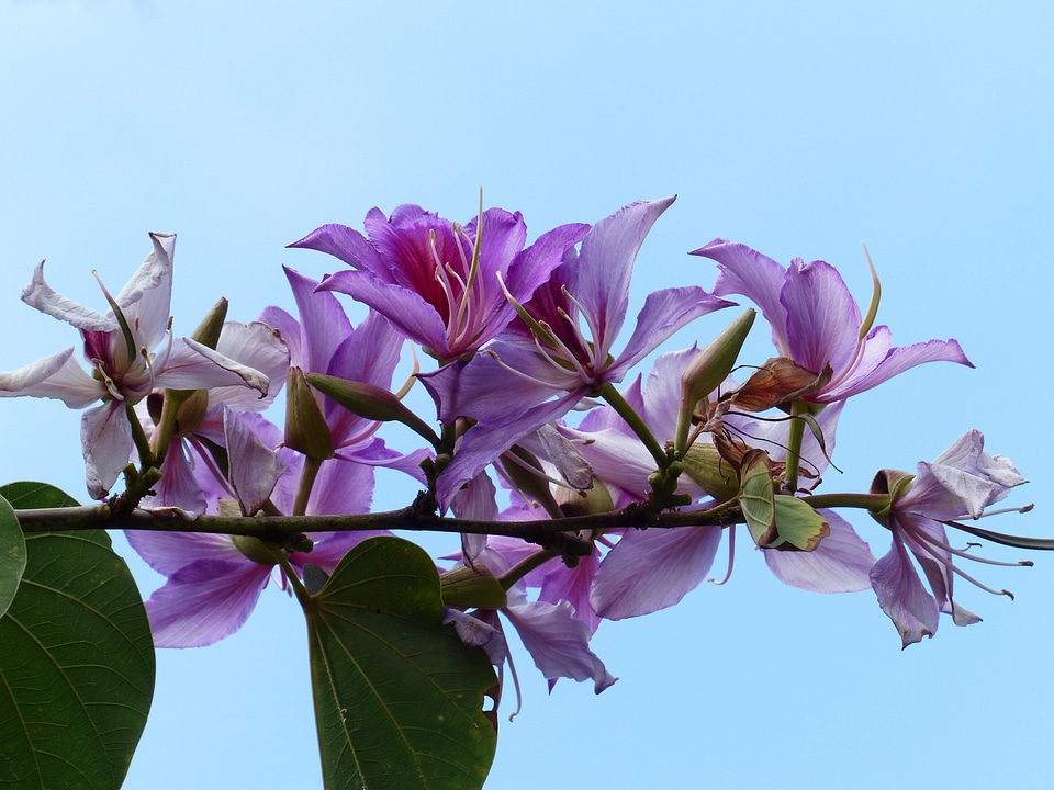 Bauhinie bauhinia orchid tree