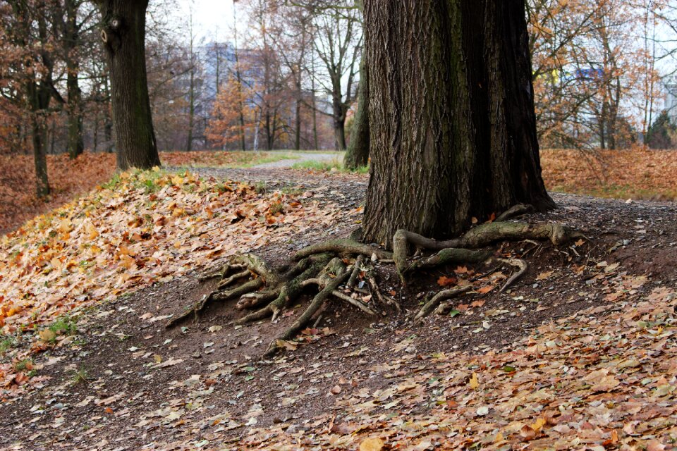 Leaves path nature
