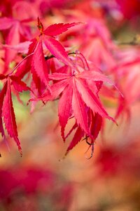 Autumnal tree colorful photo