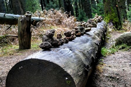 Nature reserve tree stump forest path