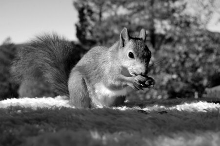 The nature of the nut animals