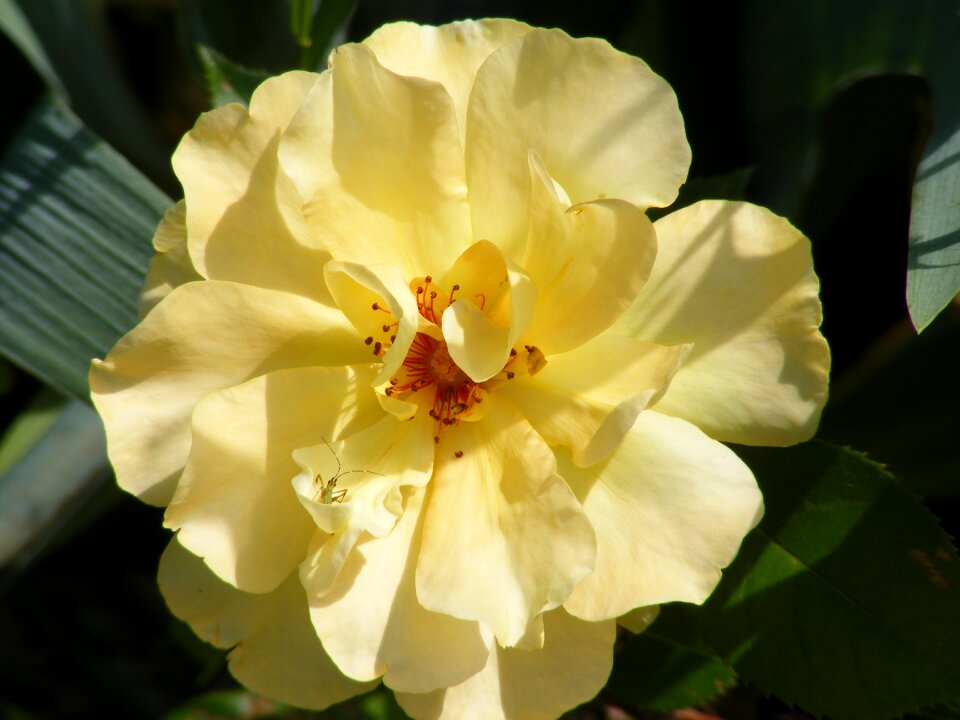 Floral plant romantic