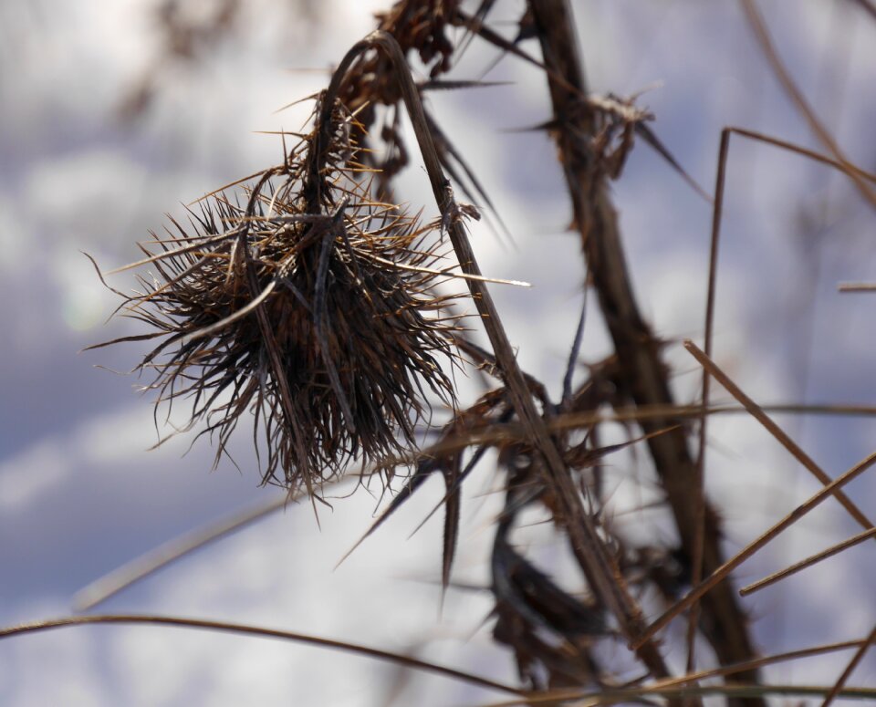 Autumn nature plant