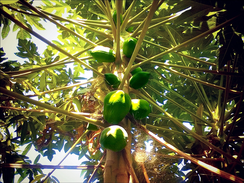 Papaya tree green food