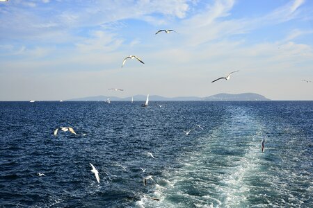 Gull bird istanbul marine