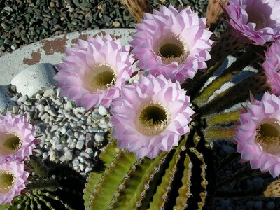 Cactus flower cactus blossom photo