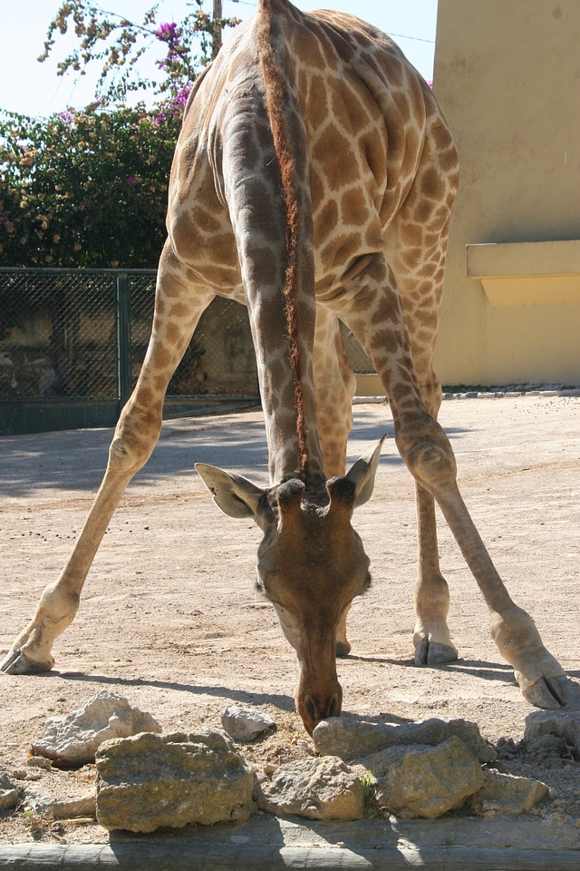 Fauna wildlife tall
