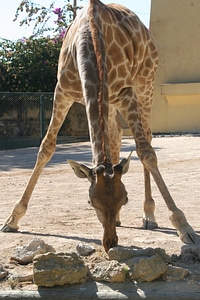 Fauna wildlife tall