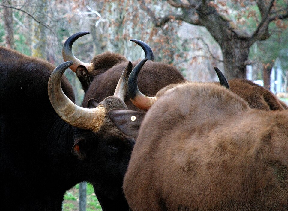 Nature animals fauna
