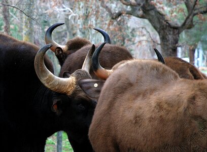 Nature animals fauna