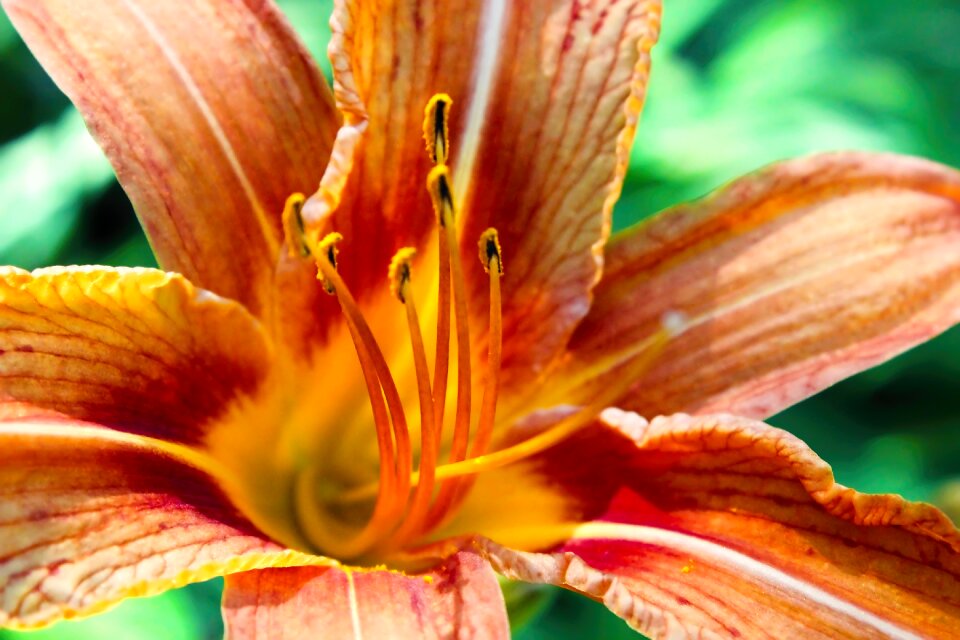 Nature spring petal