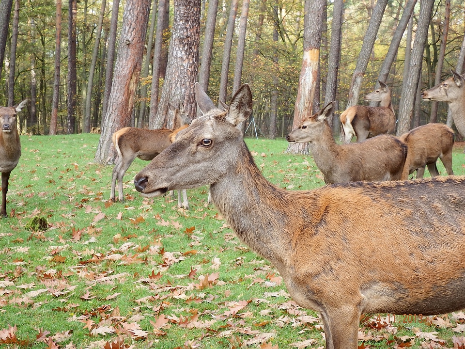 Antler autumn wild