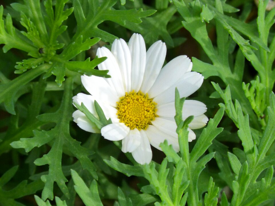 Detail flower petals