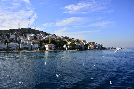 Marmara sea istanbul birds