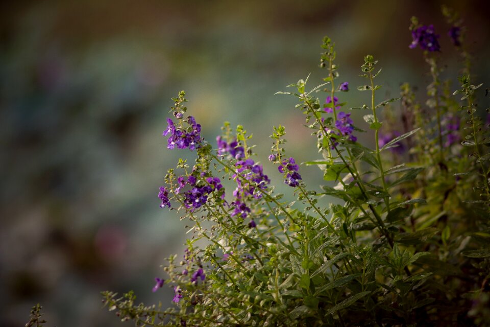 Plant spring summer
