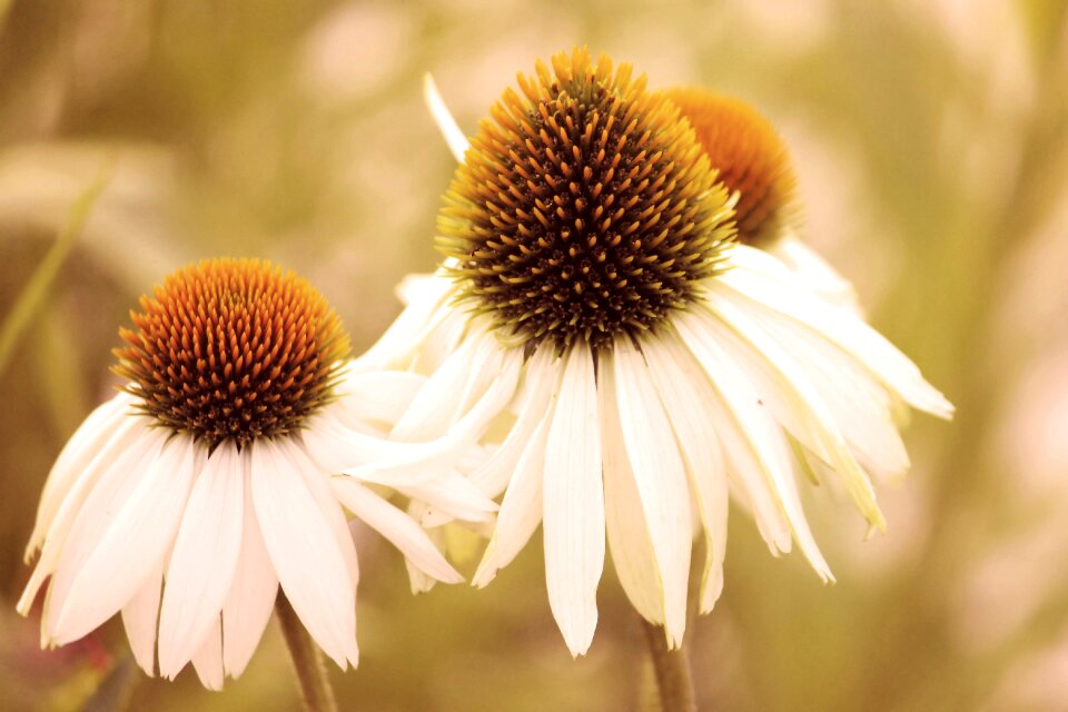 Flowers coneflower retro