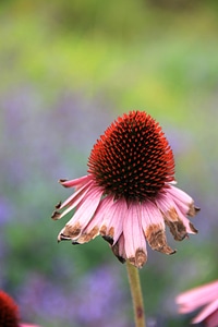Nature blossom bloom