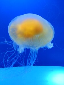 Jellyfish water blue