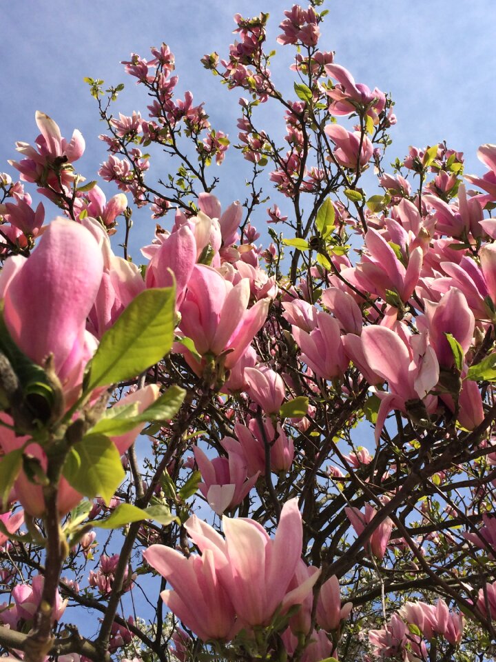 Spring pink sweden