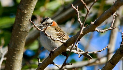Bird nature sparrow