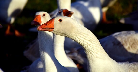 Animal poultry domestic goose photo