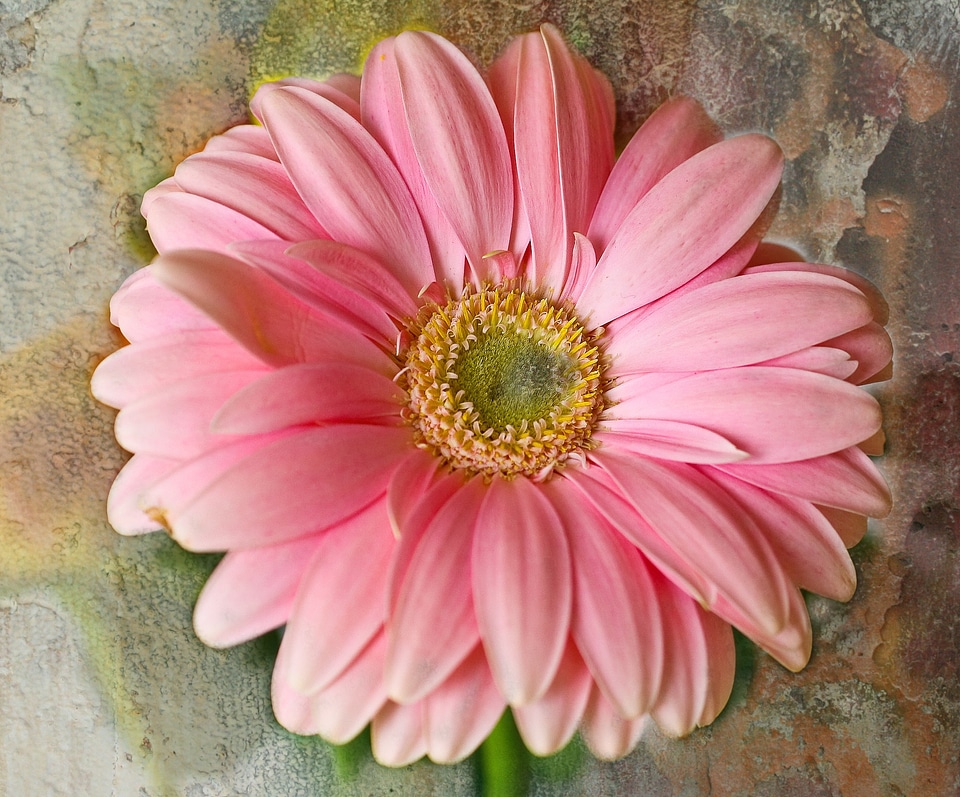 Nature blossom bloom