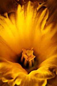 Flower daffodil yellow photo
