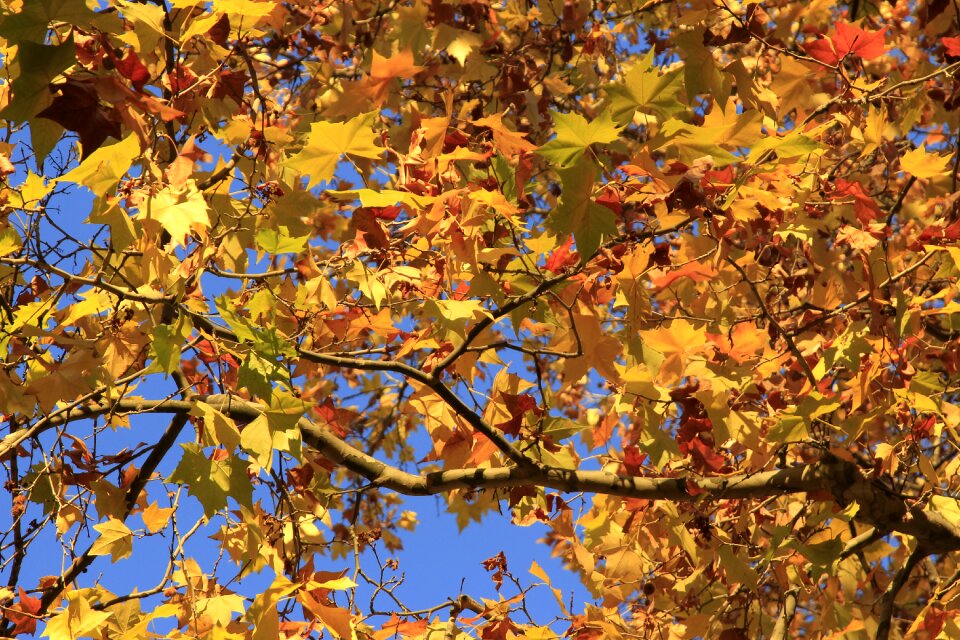 Yellow tree branch