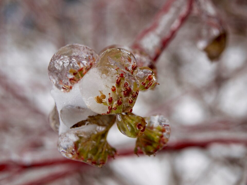 Flowers cold freezing