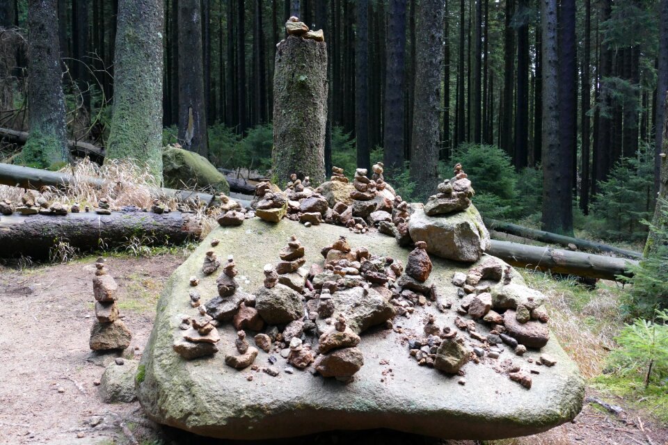 Nature nature reserve tree stump