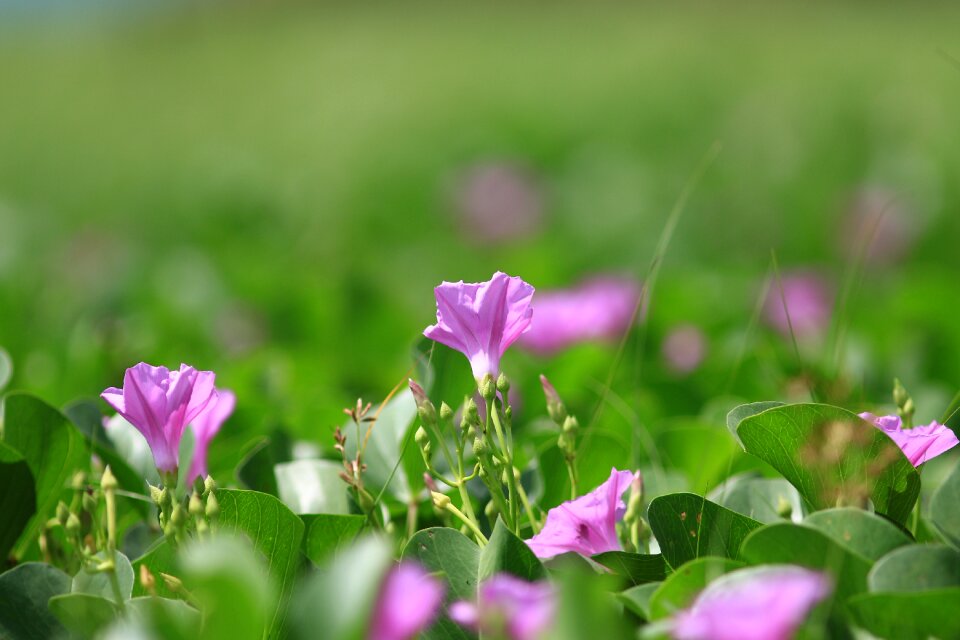 Plant spring summer