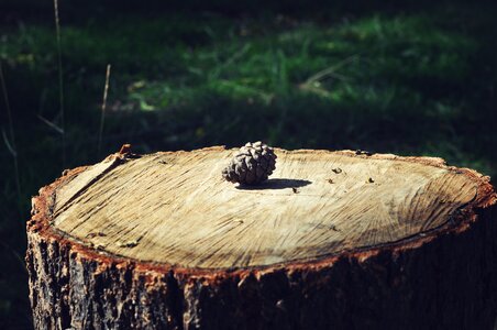 Tree stump ring time photo