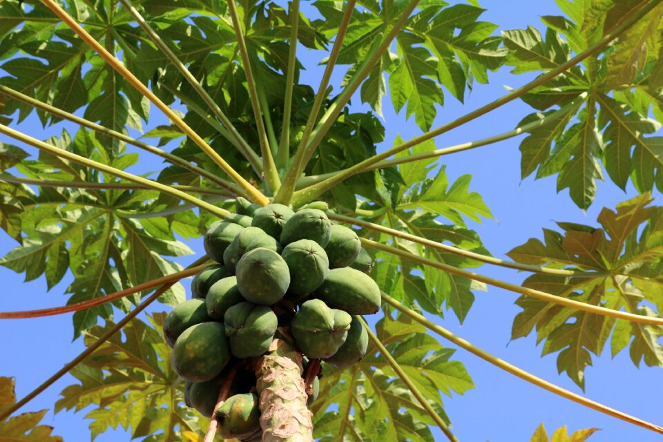 Exotic plant tropical