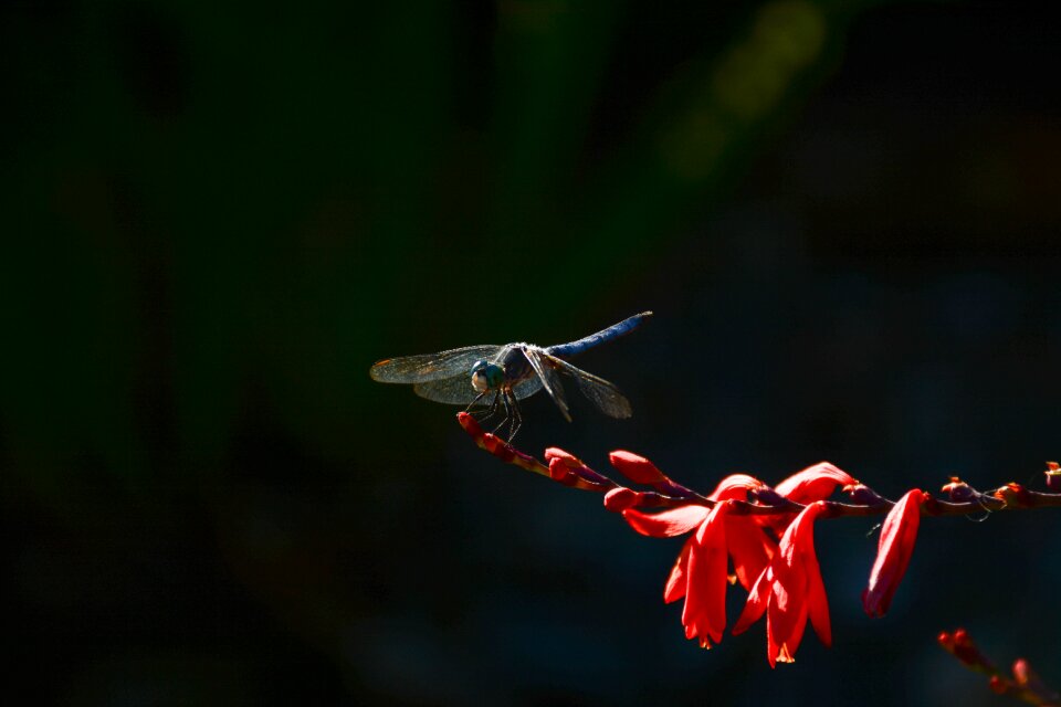 Insect garden close