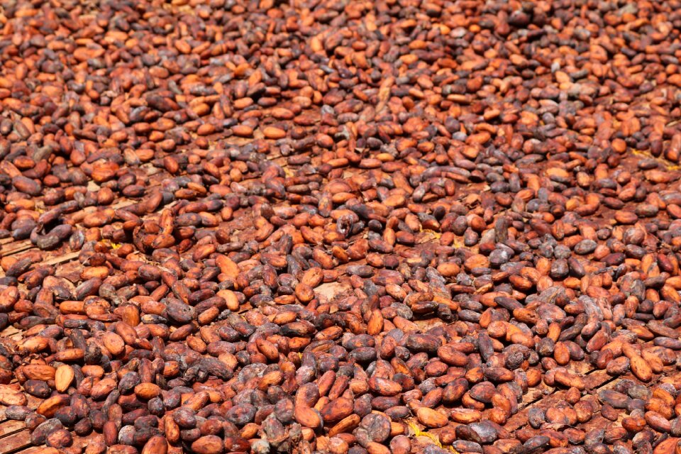 Dry cocoa west africa