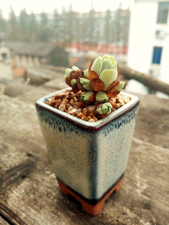 Plant potted plants mountain rose