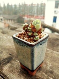 Plant potted plants mountain rose