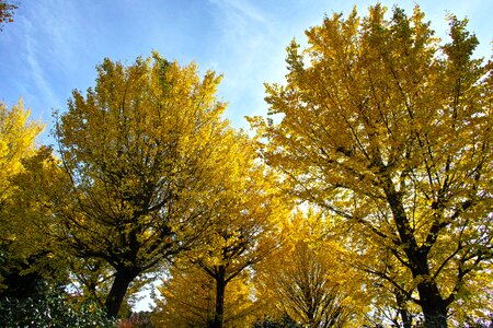 Yellow leaves wood natural photo