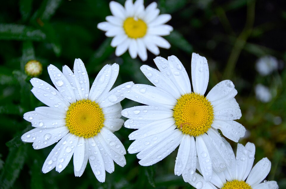 Summer flower nature