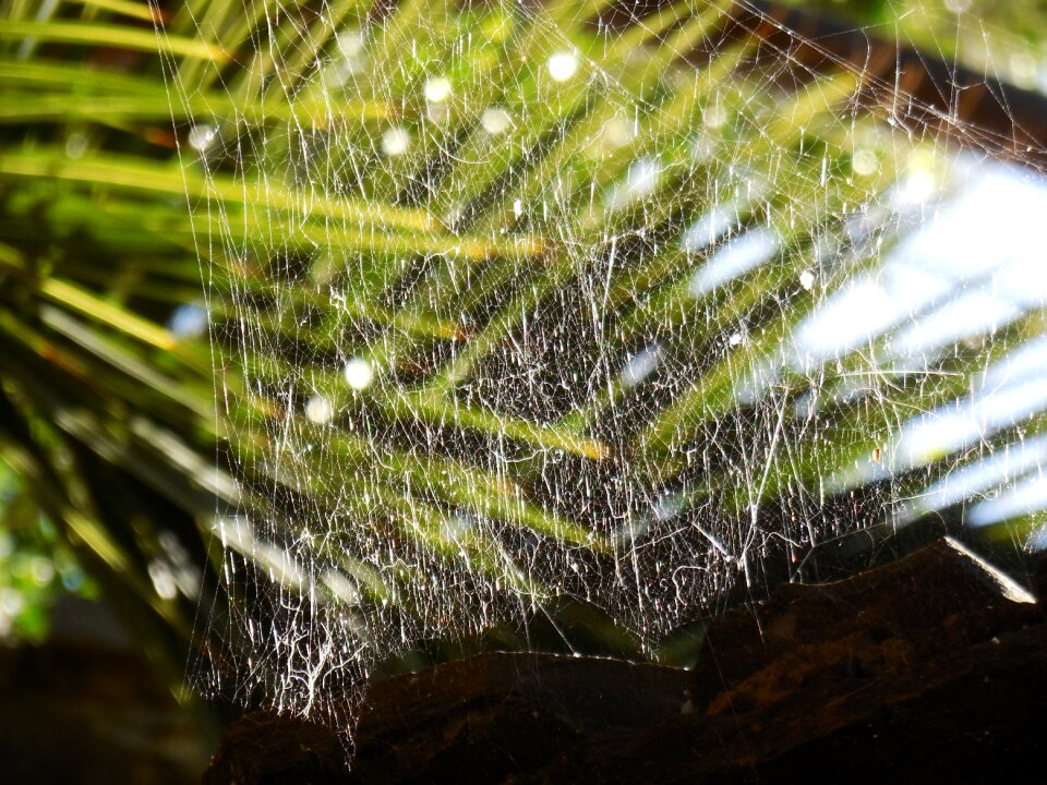 Dew close up cobwebs