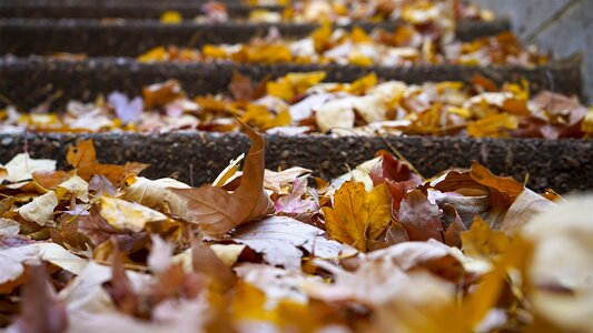 Fall leaves fall leaves background november